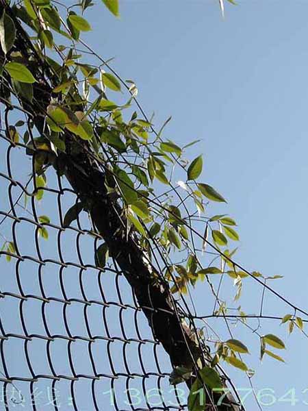 Unraveling the Strength: The Surprising History of Chain link mesh